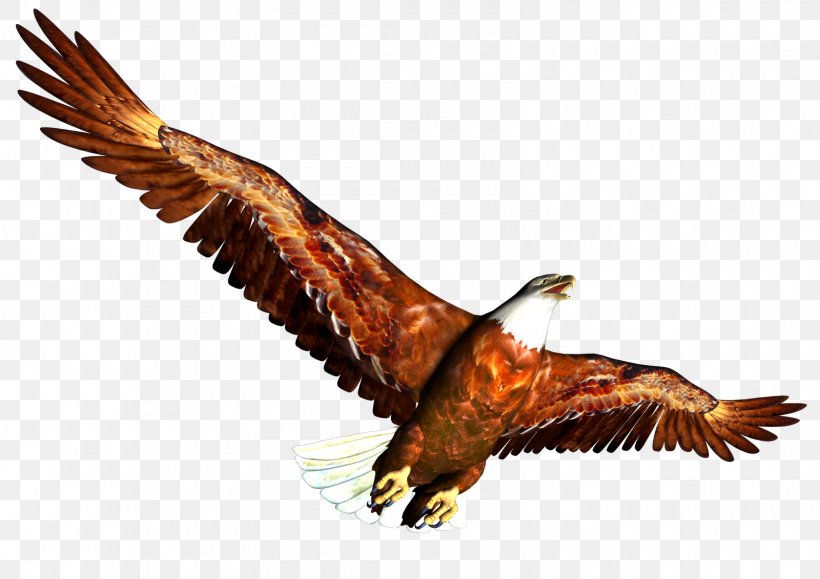 Eagle, PNG, 1600x1131px, Dots Per Inch, Accipitriformes, Bald Eagle, Beak, Bird Download Free