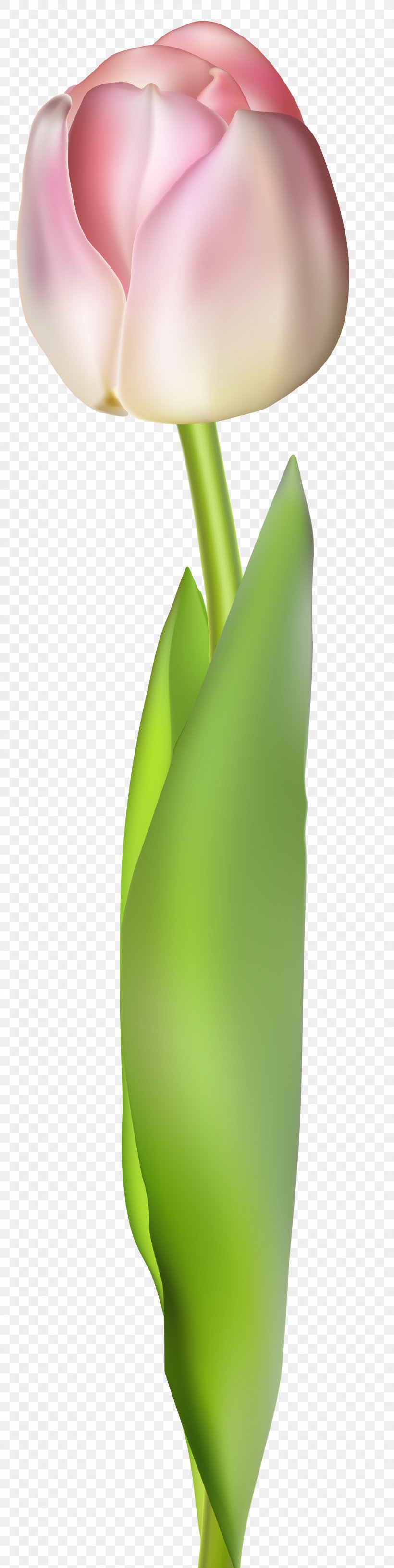 Flower Tulip Plant Stem Clip Art, PNG, 2008x8000px, Flower, Alismatales, Arum, Bud, Calas Download Free