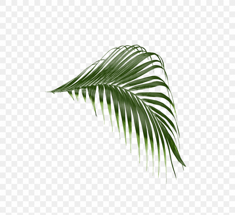 Coconut, PNG, 1578x1440px, Plant Stem, Biology, Coconut, Date Palm, Grasses Download Free