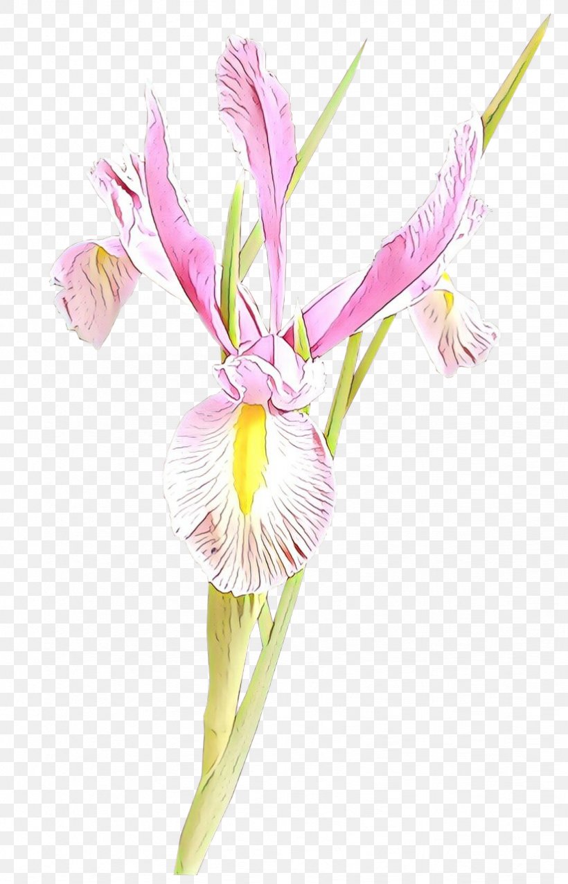 Flower Plant Cut Flowers Pink Pedicel, PNG, 822x1280px, Cartoon, Cut Flowers, Flower, Iris, Pedicel Download Free