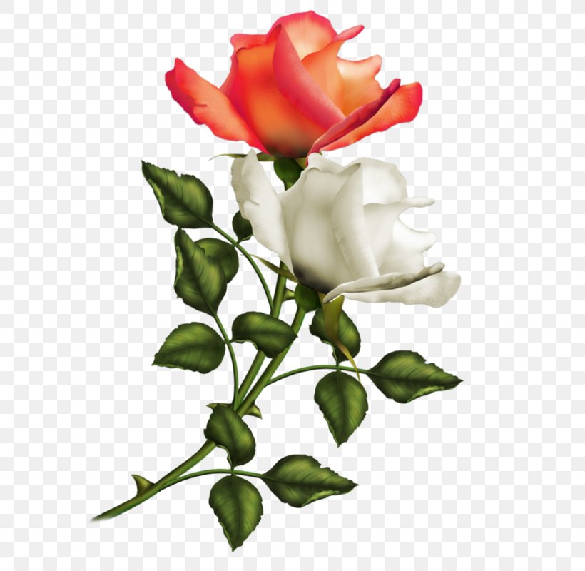 Garden Roses Poetry Flower Centifolia Roses, PNG, 587x800px, Garden Roses, Albert Wass, Art, Branch, Bud Download Free