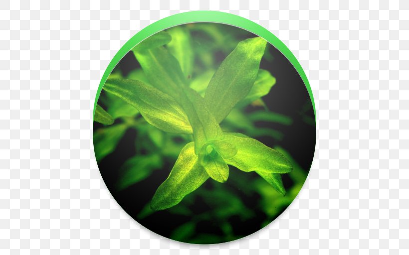 Green Leaf, PNG, 512x512px, Green, Herb, Leaf Download Free