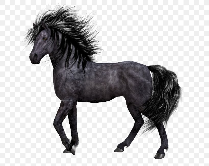 Pony Mane Mustang Stallion, PNG, 650x650px, Pony, Black And White, Bridle, Canvas, Horse Download Free