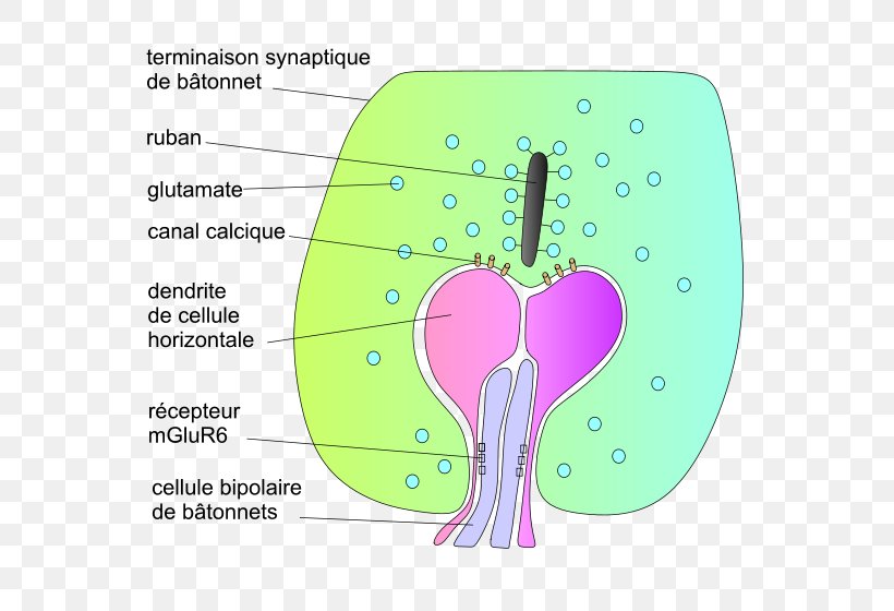 Rod Cell Synapse Photoreceptor Cell Retina, PNG, 645x560px, Watercolor, Cartoon, Flower, Frame, Heart Download Free