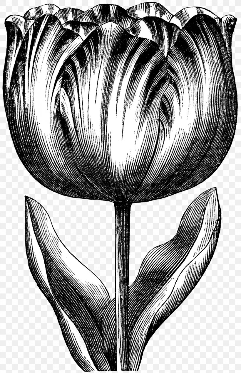 Tulip Clip Art Graphics Drawing Image, PNG, 1161x1800px, Tulip, Art, Black And White, Bulb, Drawing Download Free