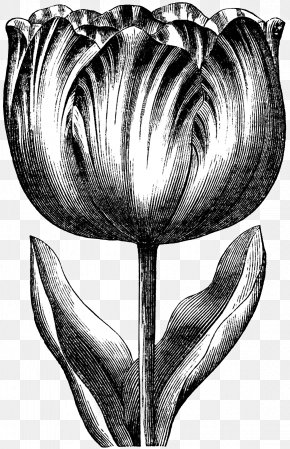Tulip Drawing Clip Art Image Graphics, PNG, 4067x5913px, Tulip, Artwork ...