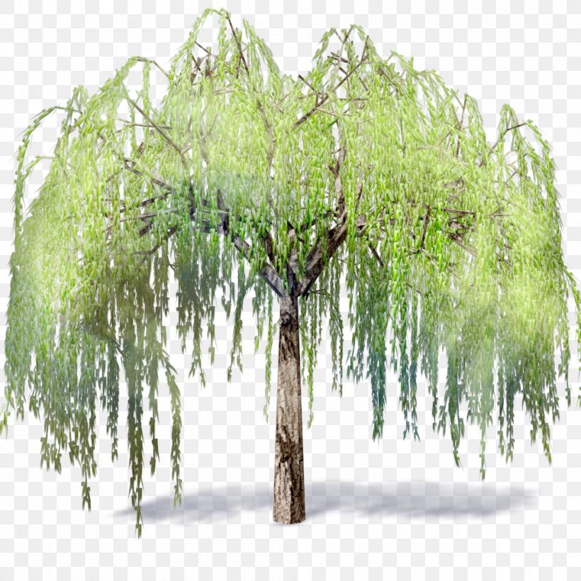 Weeping Willow Tree .dwg Autodesk Revit Building Information Modeling, PNG, 1000x1000px, Weeping Willow, Archicad, Artlantis, Autocad, Autocad Dxf Download Free