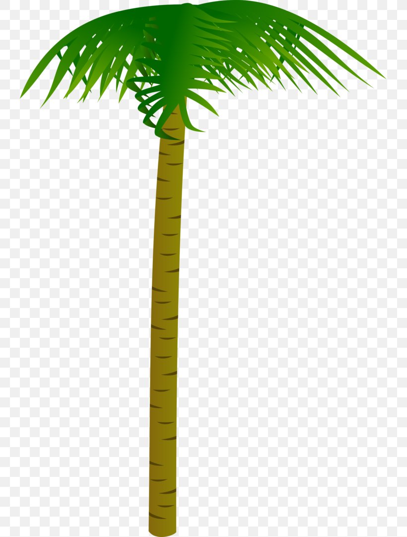 Asian Palmyra Palm Coconut Palm Trees Date Palm Areca Nut, PNG, 739x1081px, Asian Palmyra Palm, Areca Nut, Areca Palm, Arecales, Borassus Download Free