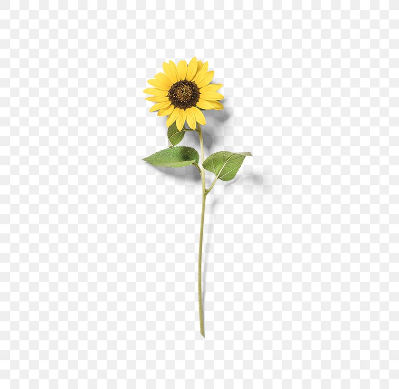 Common Sunflower Yellow, PNG, 800x800px, Common Sunflower, Cut Flowers, Daisy Family, Flower, Flowering Plant Download Free