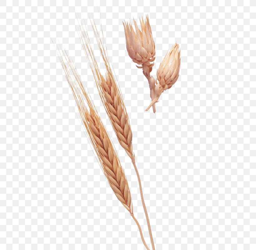 Emmer Einkorn Wheat Ear Clip Art, PNG, 502x800px, Emmer, Cereal, Cereal Germ, Commodity, Crop Download Free