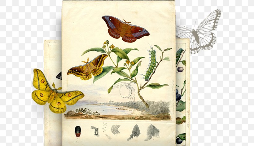 Butterfly Butterflies & Moths Artist Work Of Art, PNG, 615x471px, Butterfly, Art, Artist, Butterflies And Moths, Butterflies Moths Download Free