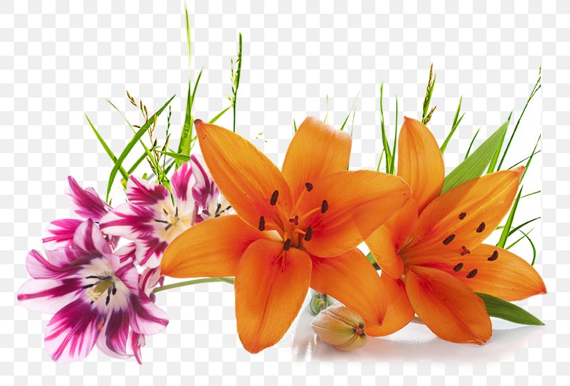 Cut Flowers Lilium Orange, PNG, 777x555px, Flower, Cut Flowers, Floristry, Flower Bouquet, Flowering Plant Download Free