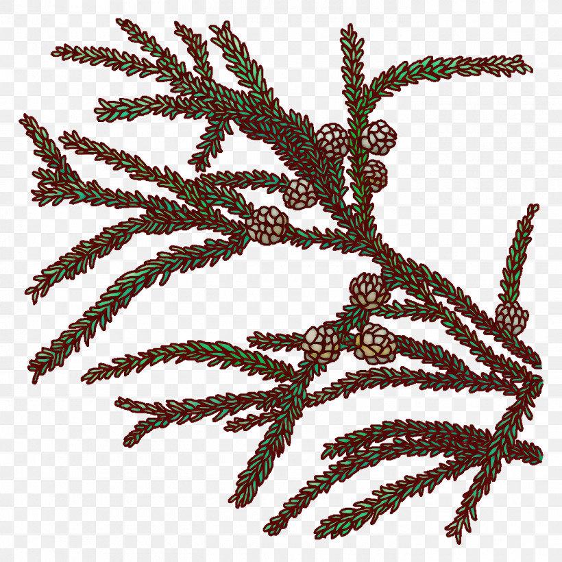 Family Tree, PNG, 1400x1400px, Pine, Branch, Conifers, Drawing, Family Download Free