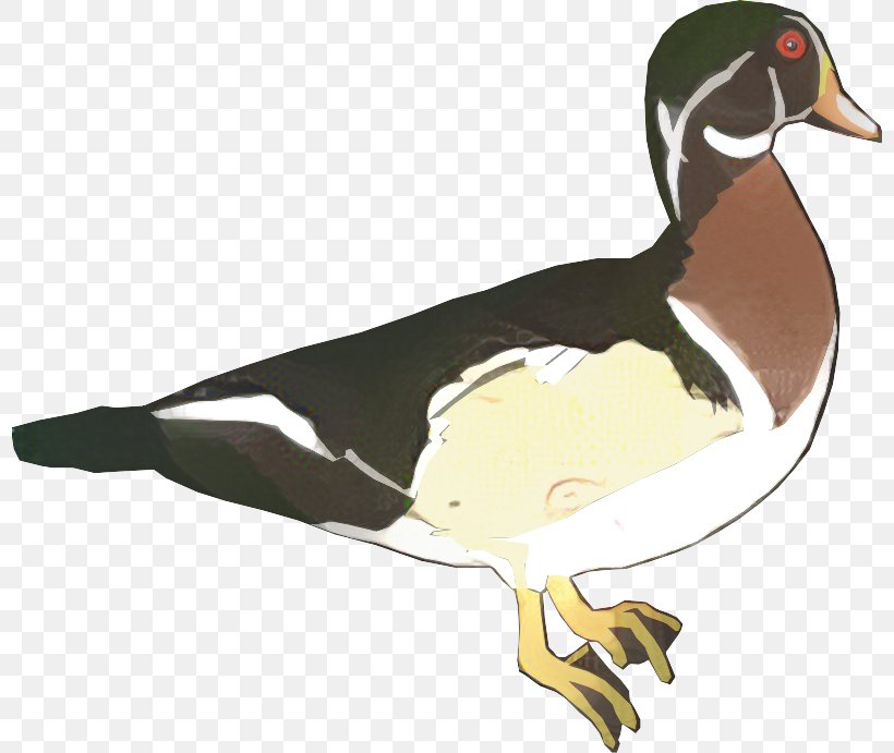 Mallard Goose Duck Flightless Bird, PNG, 798x691px, Mallard, Beak, Bird, Canada Goose, Cartoon Download Free