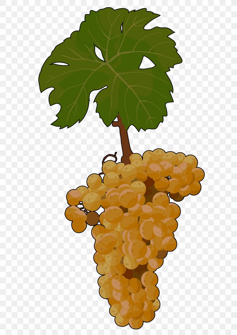 Sultana Common Grape Vine Malvasia Seedless Fruit, PNG, 2480x3508px, Sultana, Canary Islands, Common Grape Vine, Flowering Plant, Food Download Free