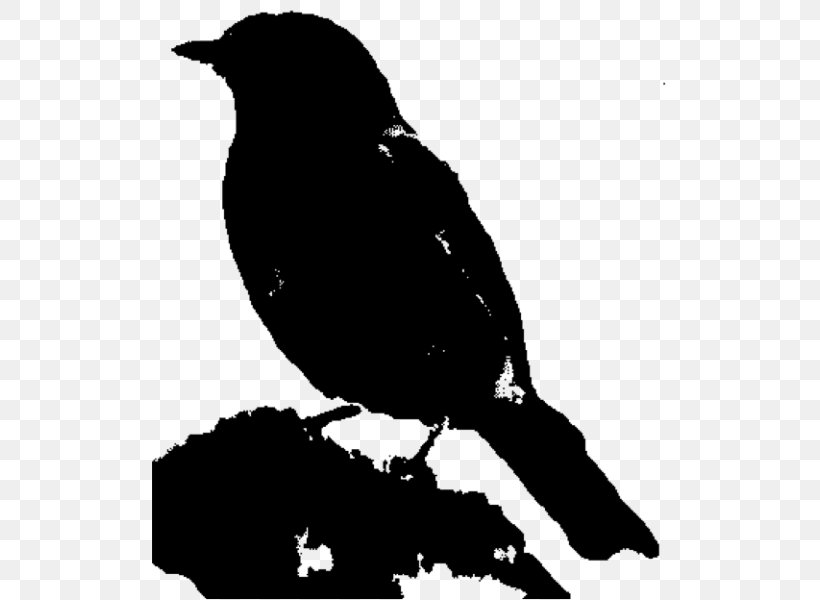 American Crow Fauna Beak Common Raven, PNG, 516x600px, American Crow, Beak, Bird, Blackbird, Common Raven Download Free