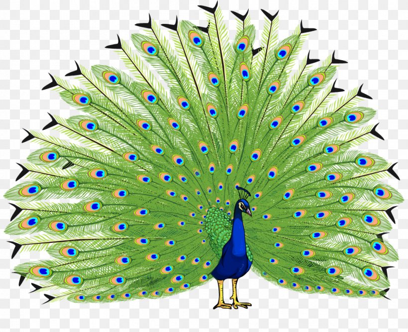 Bird Asiatic Peafowl Clip Art, PNG, 989x805px, Bird, Asiatic Peafowl, Beak, Courtship Display, Drawing Download Free