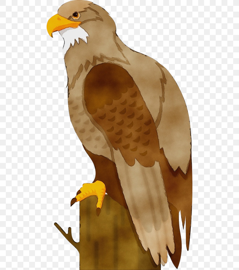 Bird Bird Of Prey Eagle Bald Eagle Hawk, PNG, 500x928px, Watercolor, Accipitridae, Bald Eagle, Bird, Bird Of Prey Download Free