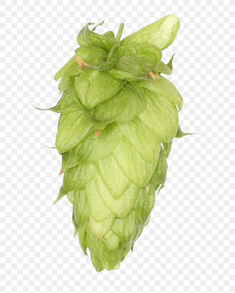 Common Hop Zhuhai Sidanna Trading Co.,Ltd. Hops Chinook United Kingdom, PNG, 699x1024px, Common Hop, Calypso, Chinook, Company, Craig Cathcart Download Free