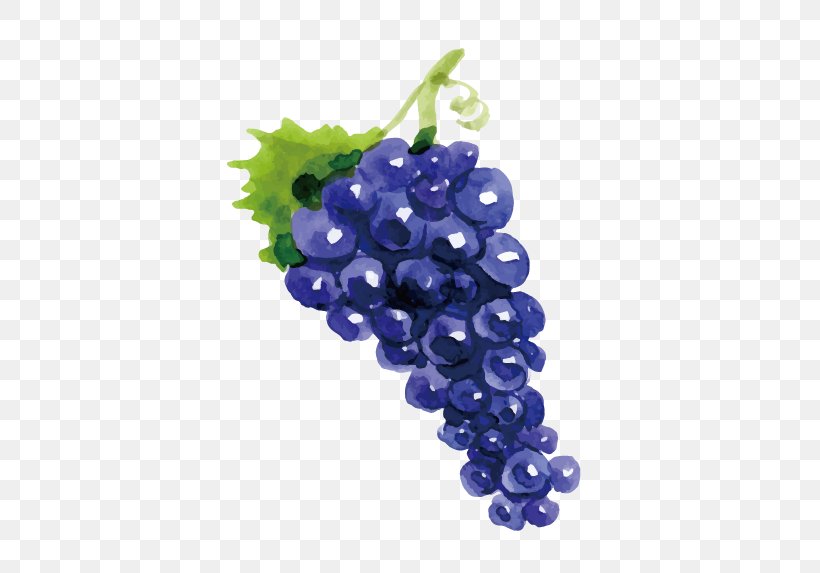 Grape Wine Drawing Fruit, PNG, 596x573px, Grape, Auglis, Drawing, Flowering Plant, Food Download Free