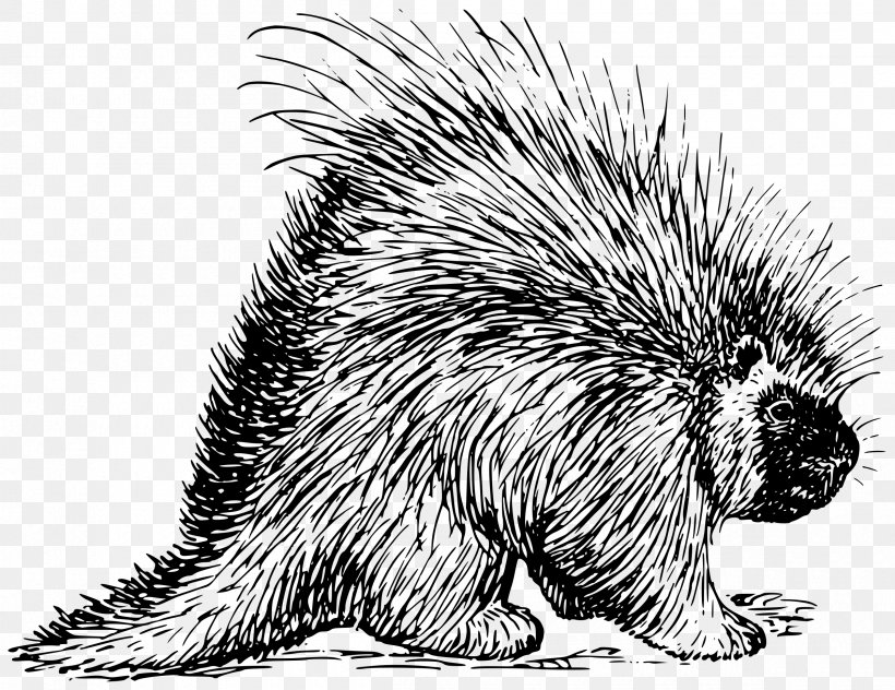 Hedgehog North American Porcupine Rodent Beaver, PNG, 2400x1850px, Hedgehog, Beaver, Black And White, Carnivoran, Chicken Jokes Download Free