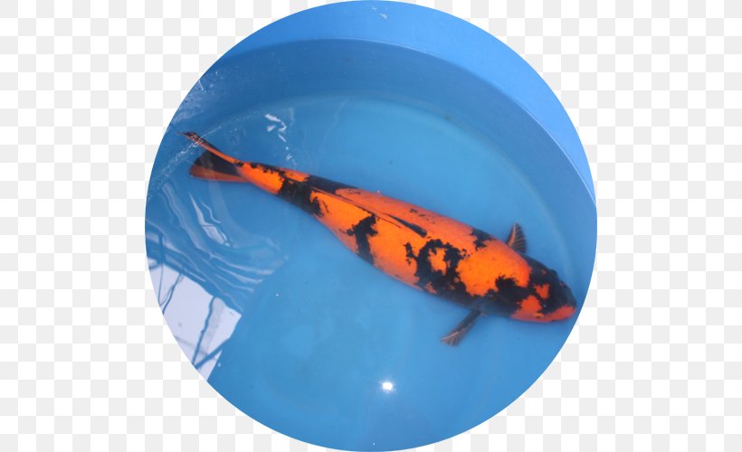 Koi Carp Garden Pond Aka Feeder Fish, PNG, 500x500px, Koi, Aka, Biology, Carp, Electric Blue Download Free