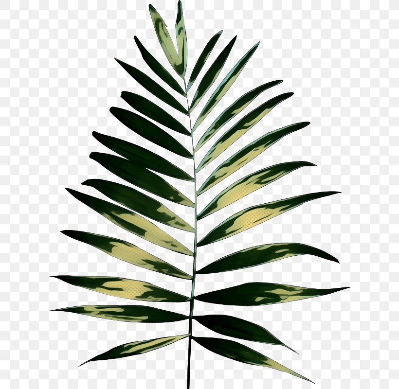 Palm Trees Plants Plant Stem Clip Art, PNG, 625x800px, Palm Trees, Arecales, Botany, Branch, Coconut Download Free
