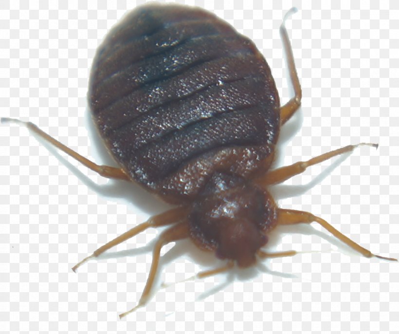 Attack Schädlingsbekämpfung E. Kfm. Bedbug Insect True Bugs Dung Beetle, PNG, 890x745px, Bedbug, Animal, Arthropod, Beetle, Berlin Download Free