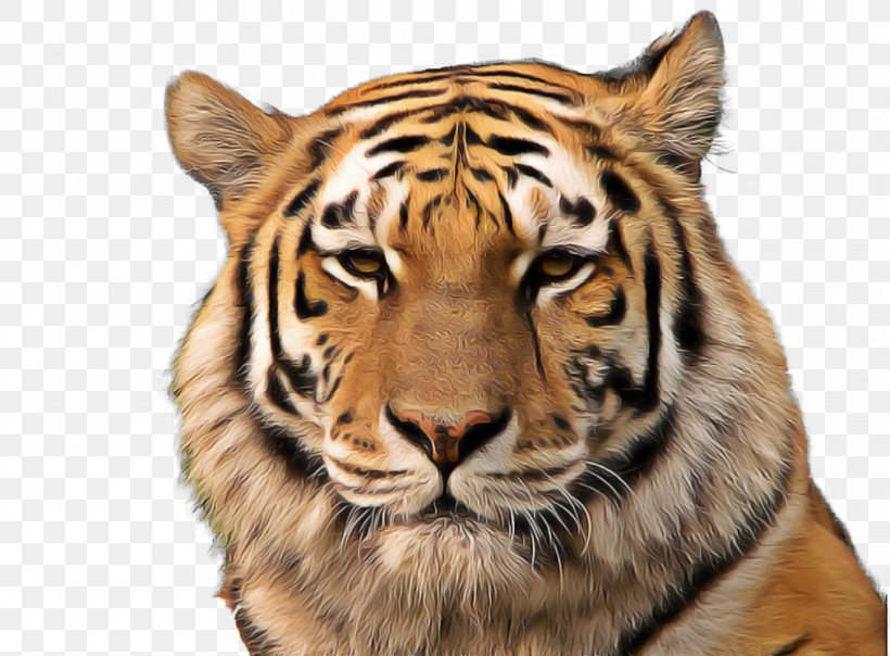 Cats Cartoon, PNG, 1012x746px, White Tiger, Animal, Bengal Tiger, Black Tiger, Cat Download Free