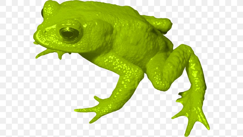 Golden Toad True Frog Tree Frog, PNG, 596x465px, Toad, Amphibian, Animal, Animal Figure, Extinction Download Free