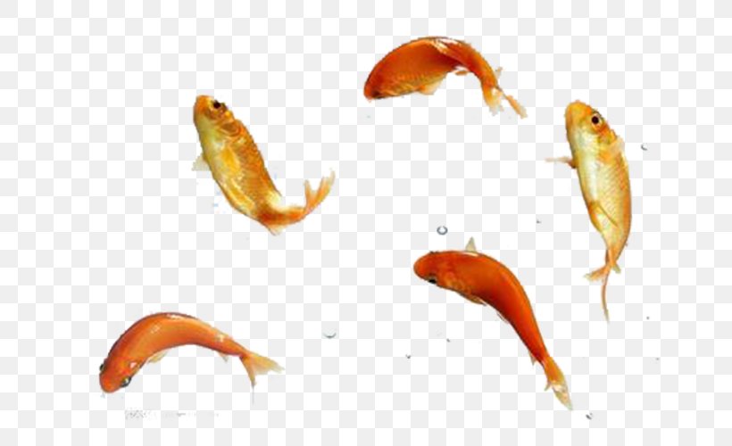 Koi Goldfish Icon, PNG, 667x500px, Common Carp, Fish, Goldfish, Information, Orange Download Free