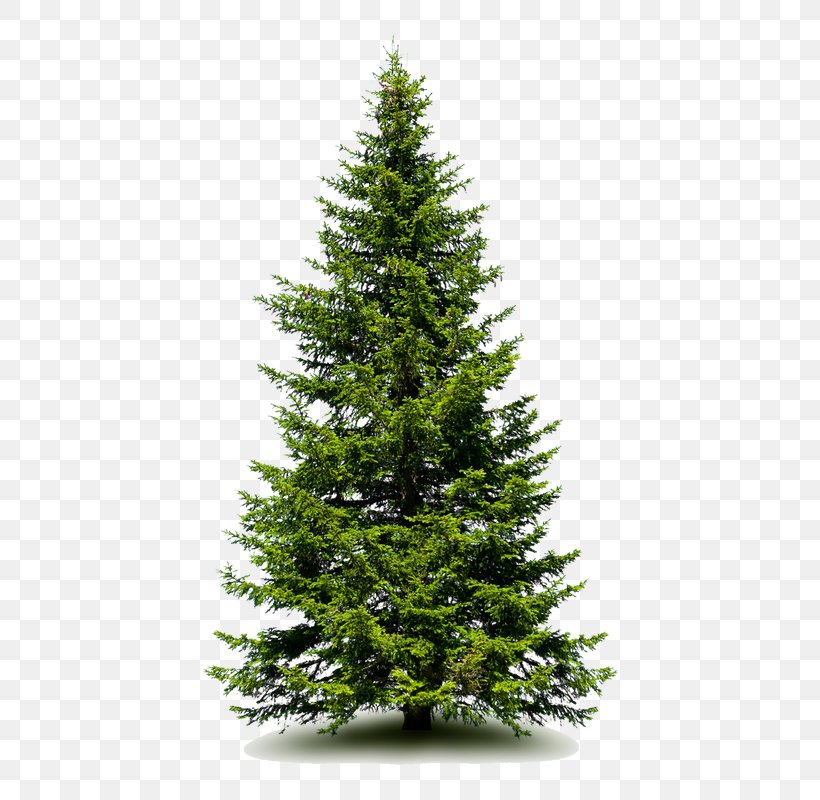 Spruce Fir Pine Artificial Christmas Tree, PNG, 635x800px, Spruce, Artificial Christmas Tree, Biome, Christmas Day, Christmas Decoration Download Free