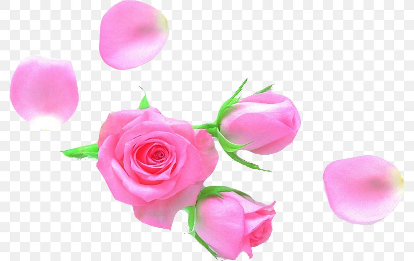 Garden Roses Petal Cut Flowers, PNG, 782x518px, Garden Roses, Bud, Cut Flowers, Flower, Flowering Plant Download Free