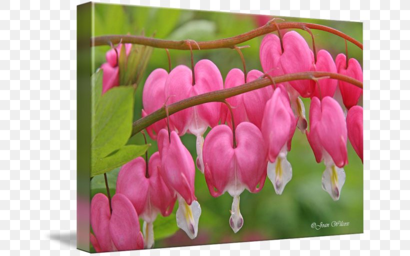 Petal Pink M Calendar RTV Pink CafePress, PNG, 650x512px, Petal, Blossom, Bud, Cafepress, Calendar Download Free