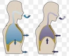 Diaphragmatic Breathing Abdomen Exhalation Clip Art, PNG, 1136x669px ...