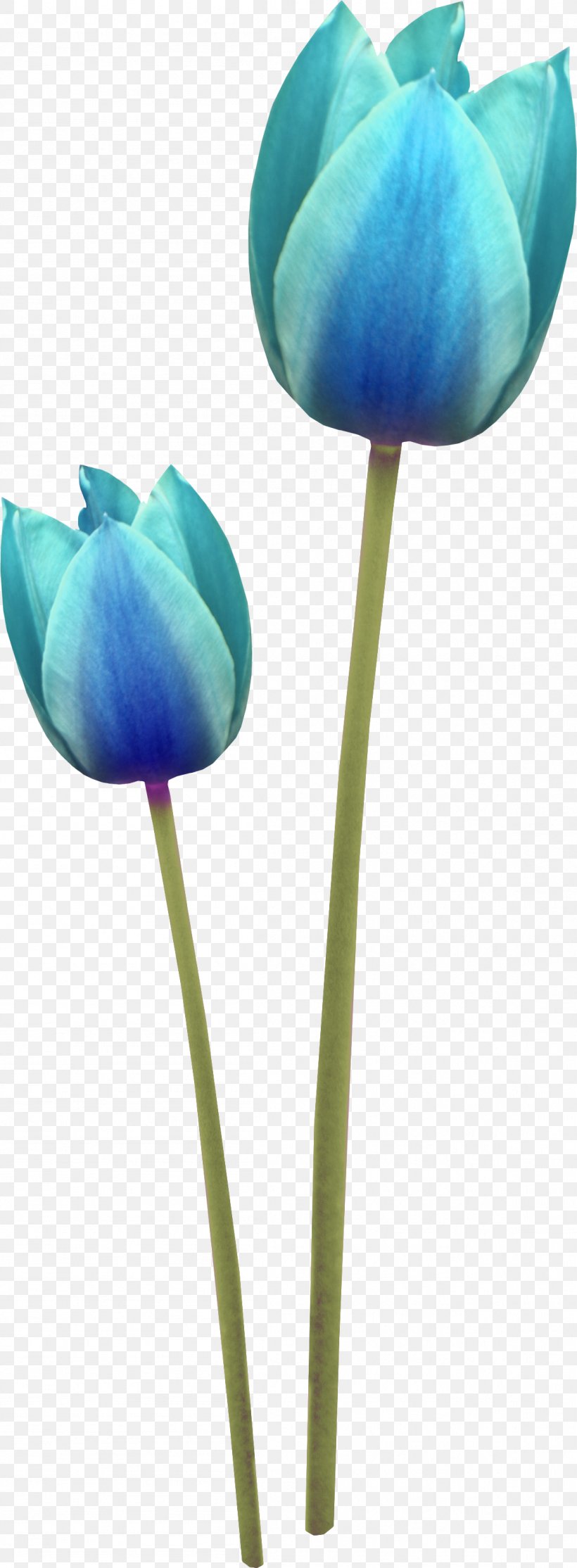 Tulip Cut Flowers Clip Art, PNG, 1153x3133px, Tulip, Alphabet, Blue, Bud, Color Download Free