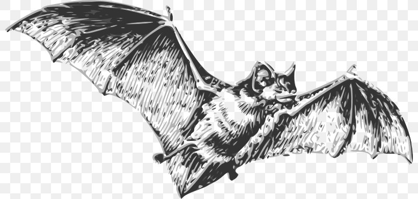 Bat Drawing Line Art, PNG, 800x391px, Bat, Artwork, Baseball Bats, Beak, Black And White Download Free