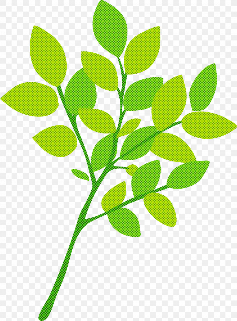 Branch Leaf Plant Stem Twig Oak, PNG, 2214x3000px, Branch, Leaf, Logo, Oak, Patriarchi Verdi Download Free