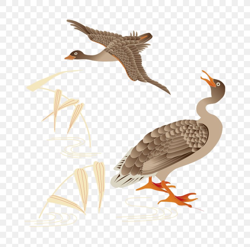 Duck Bird Mallard Sparrow, PNG, 658x810px, Duck, Beak, Bird, Ducks Geese And Swans, Eurasian Tree Sparrow Download Free