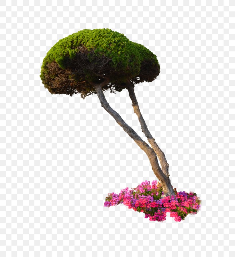 Flower, PNG, 596x900px, Flower, Bonsai, Flowerpot, Grass, Houseplant Download Free