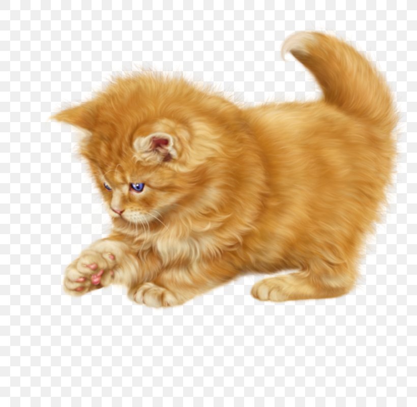 Kitten Cartoon, PNG, 800x800px, Persian Cat, American Bobtail, British Longhair, British Semilonghair, Calico Cat Download Free