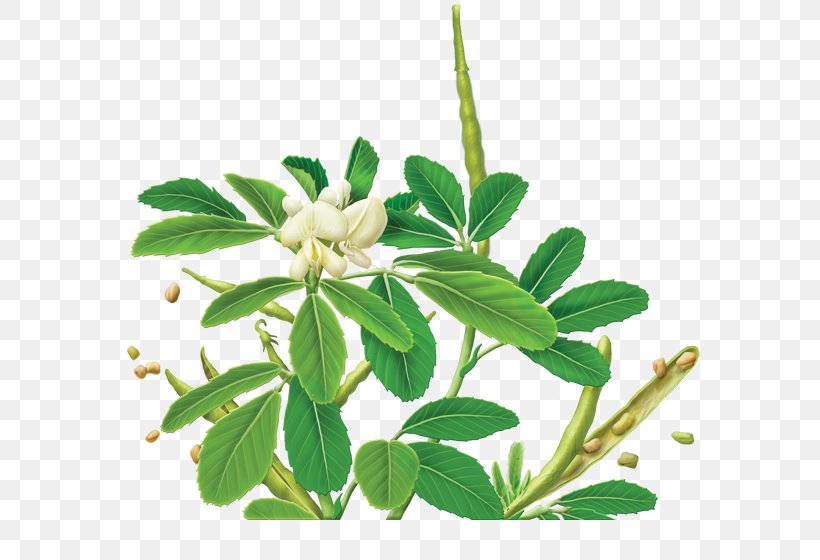 Herbal Tea Organic Food Fenugreek Tea Bag, PNG, 600x560px, Tea, Branch, Caffeine, Camellia Sinensis, Drink Download Free