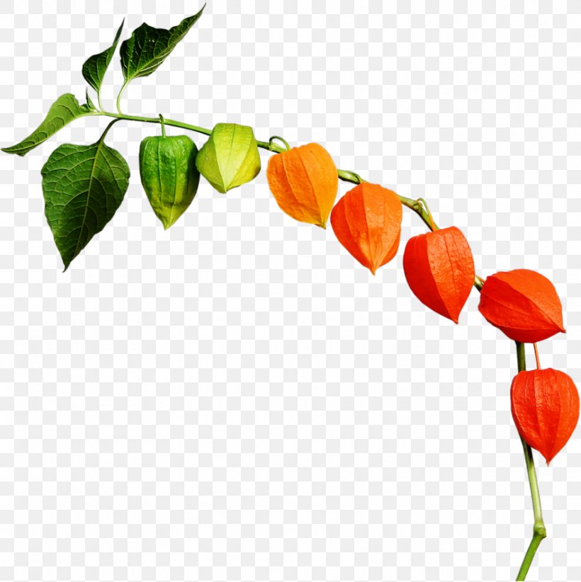 Peruvian Groundcherry Chinese Lantern Habanero Clip Art, PNG, 885x888px, Peruvian Groundcherry, Auglis, Autumn, Bell Peppers And Chili Peppers, Branch Download Free