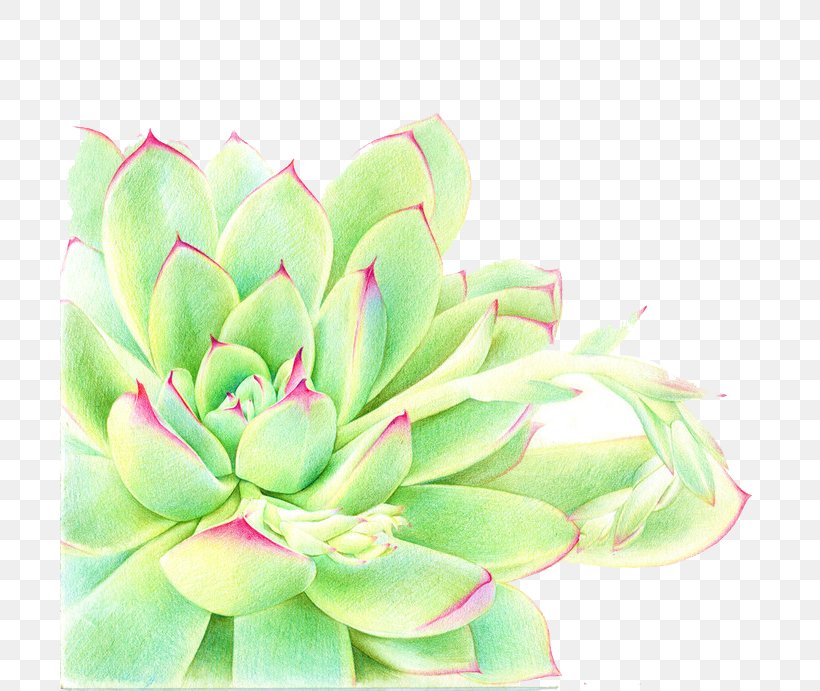 Succulent Plant Watercolor Painting, PNG, 700x691px, Succulent Plant, Cactaceae, Flower, Illustrator, Painting Download Free