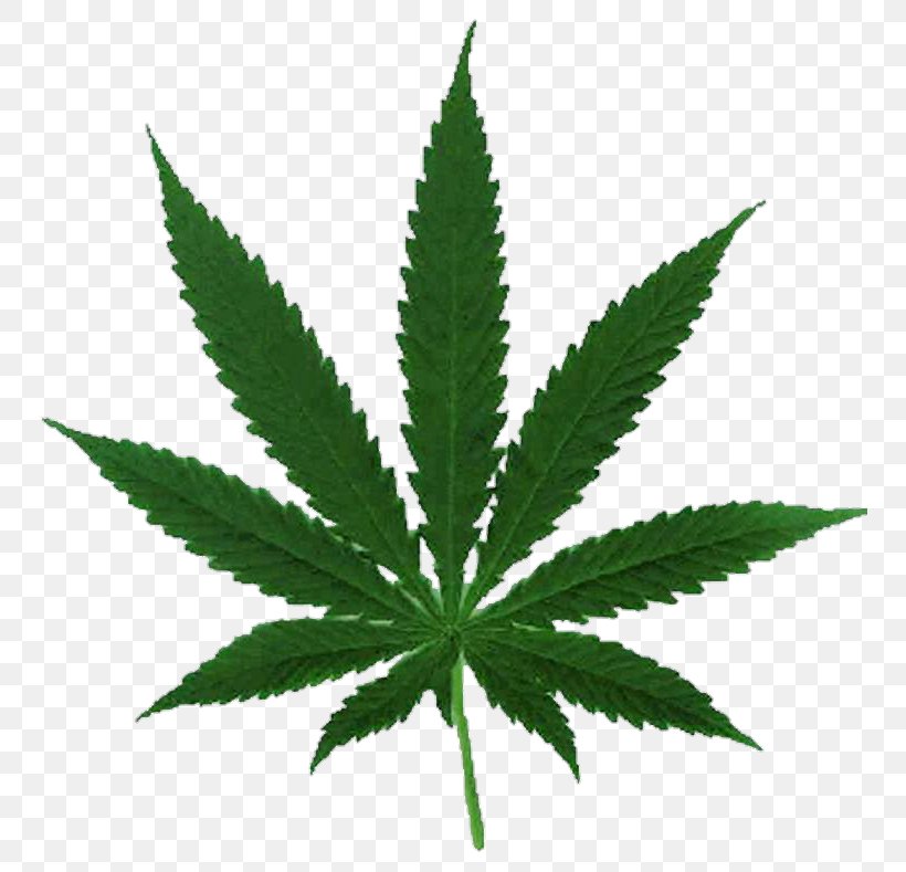 Cannabis Ruderalis Cannabis Sativa Hemp Legalization, PNG, 750x789px, Cannabis Ruderalis, Cannabis, Cannabis Sativa, Drug, Haze Download Free