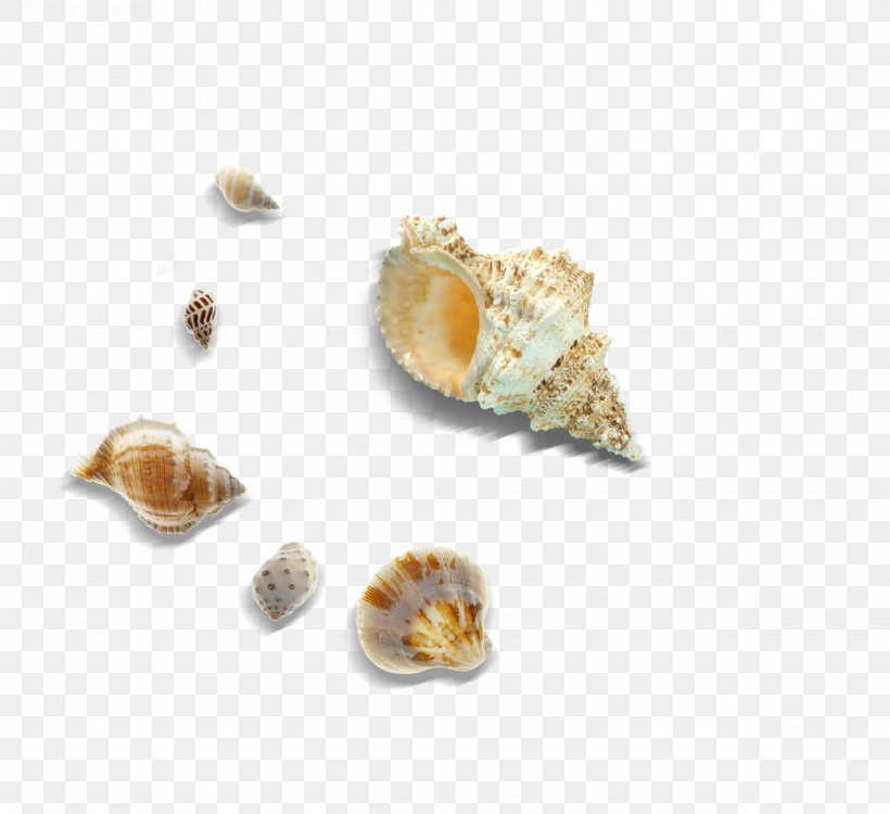 Cockle Seashell Sea Snail, PNG, 1423x1303px, Clam, Clams Oysters Mussels And Scallops, Cockle, Conch, Conchology Download Free