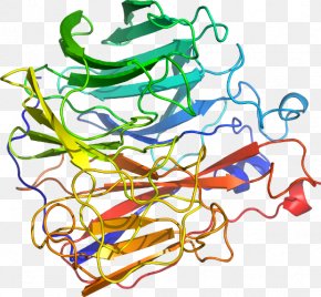 Line - Line Point Organism Clip Art PNG