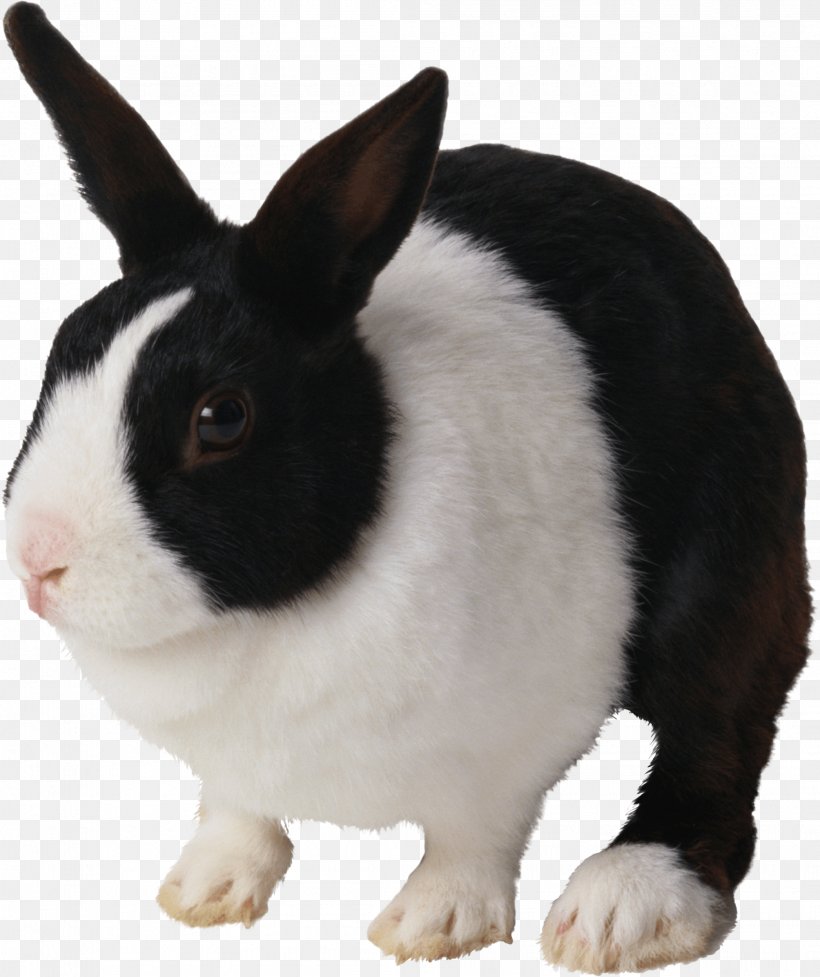 Rabbit Cat Hare Clip Art, PNG, 2092x2494px, Dutch Rabbit, Breed, Cuteness, Domestic Rabbit, Dwarf Rabbit Download Free