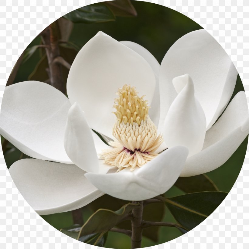 Southern Magnolia Magnolia Stellata Flower Tree Evergreen, PNG, 2000x2000px, Southern Magnolia, Bay Laurel, Dishware, Evergreen, Flower Download Free