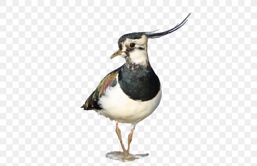 Wader Seabird Water Bird Beak, PNG, 1600x1034px, 2016, Wader, Beak, Bird, Charadriiformes Download Free